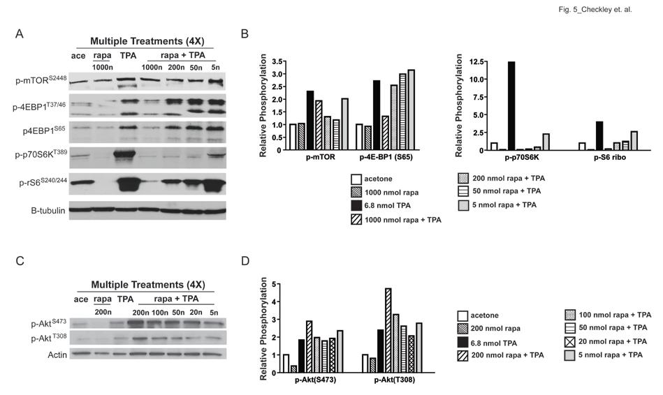 Topical Rapamycin Inhibits TPA-Induced Epidermal mtorc1 Signaling