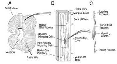 Cell Cycle and neuron generation Neurons of the cerebral cortex are generated in the ventricular zone of the neural tube, an epithelial layer of stem cells that lines the lateral ventricles.