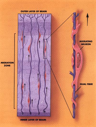 On the cortical plate, neurons become organized into well defined layers. As the brain develops, neurons migrate from the inner surface to form the outer layers.