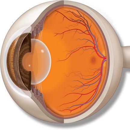 The cornea and lens refract the light so it lands on the retina. The retina turns light into signals that travel to your brain and become images.