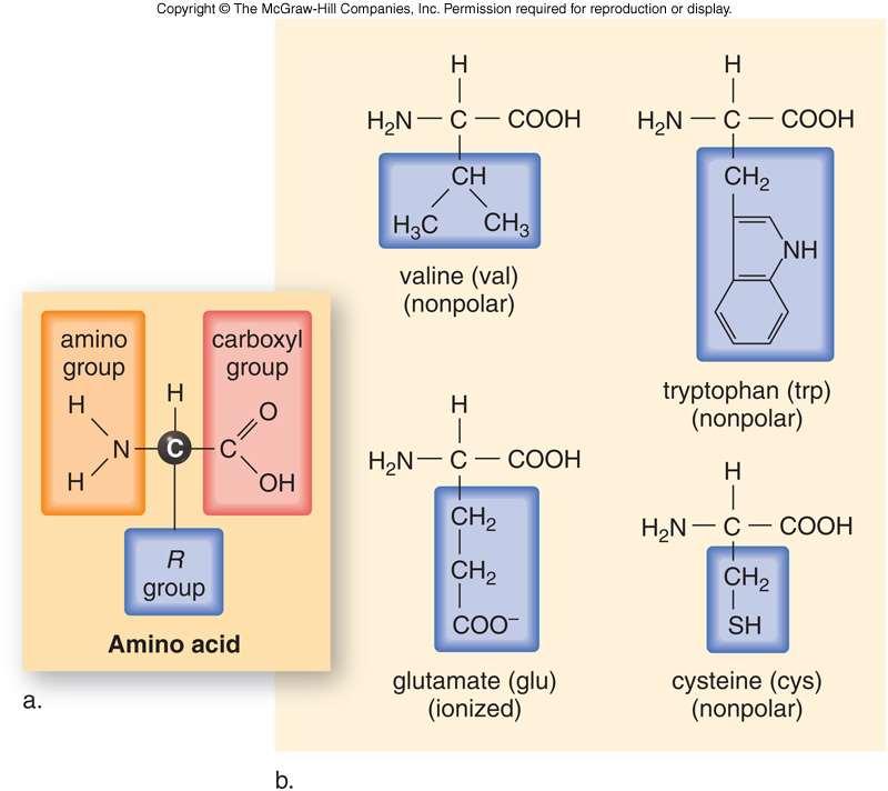 Amino Acid Structure-
