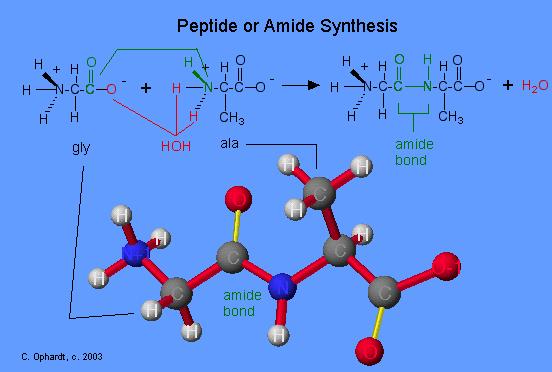 Peptide Bonds Amino acids are covalently bonded together, forming a peptide bond Peptide two or
