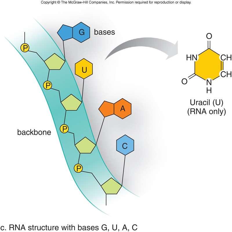 RNA Uracil (U)