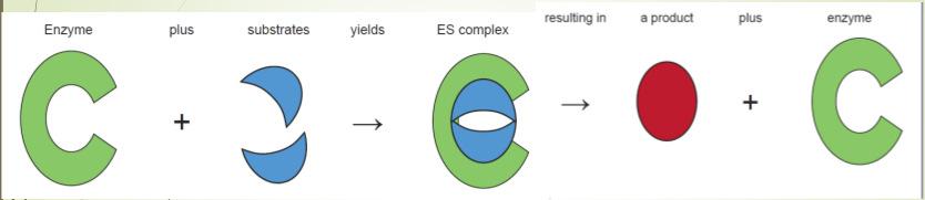 Enzymes Most Enzymes are Proteins Example: Lactase (-ase) means it s