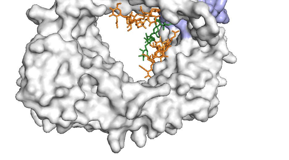 N-linked glycans play a role in Protein folding Cell-cell communication