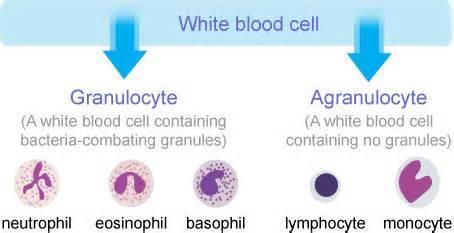 3- Cellular Components- Second line of defenses (internal defenses) phagocyte a white blood cell that attracts (by chemotaxis), adheres to, engulfs, and ingests foreign bodies in blood stream and