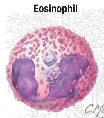 Eosinophils White blood cells primary responders to parasitic infections (Killing of certain intestinal parasites) Less abundant than neutrophil 8-10µm Product toxic proteins Some phagocyte foreign