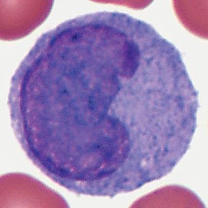 Monocytes Leukocytes with bean shaped or brain-like nuclei A granulocytes (having clear cytoplasm) 7-10µµm motile (can move quickly (8 12 hrs.