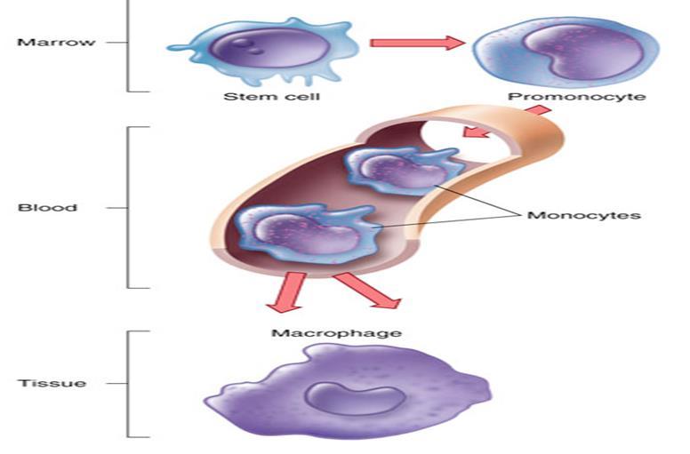 Macrophages Stem cells differentiate