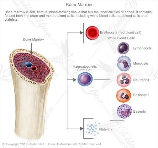 Secondary Mature lymphocytes meet pathogens Spleen, adenoids, tonsils,