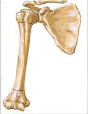 Bone/Cartilage Dynamic