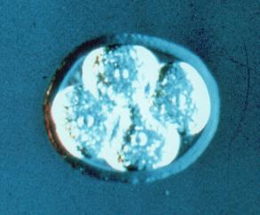 Most of these embryos come from unused IVF treatments.