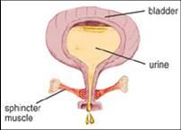 Emptying Your Bladder The bladder should be emptied regularly and completely to