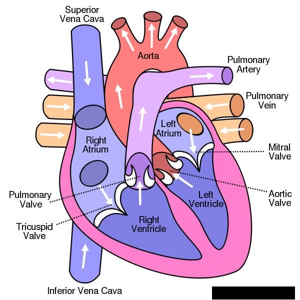 There are three primary closed cycles: 1) Cardiac