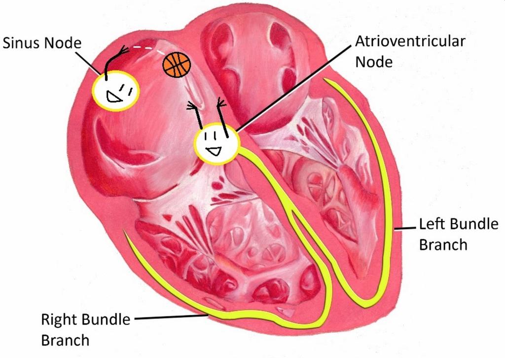 What controls the heart? INTERNAL > EXTERNAL Sinoatrial node (S-A node) stimulates muscle fibres to contract and relax rhythmically.