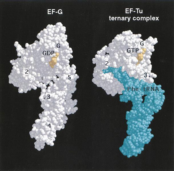Review: Translation 341 Figure 5. Structures of EF-G and the EF-Tu Ternary Complex Shown here are the crystal structures of the EF-G GDP complex (Czworkowski et al.