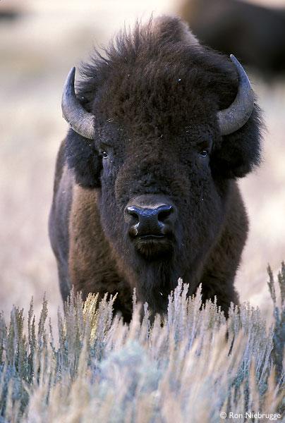 Buffalo Goring