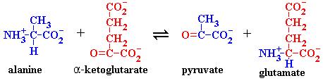 3. Pyridoxal phosphate (vitamin B6) (ACTIVE) Sources: pyridoxal, pyridoxamine and pyridoxine (INACTIVE) Function: Metabolism of amino acids via reversible transamination reactions, Which are