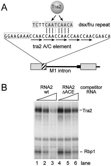 VOL. 23, 2003 tra2 DIRECTLY REPRESSES SPLICING 5183 FIG. 7. The ACE resembles sequences in the dsx and fru splicing enhancers, and its deletion reduces Tra2 binding.