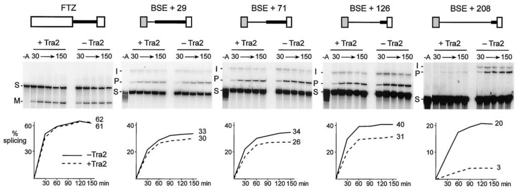 5184 CHANDLER ET AL. MOL. CELL. BIOL. FIG. 8. Specific M1 intron sequences also promote Tra2-dependent repression. Schematic drawings of different splicing substrates are shown at the top.