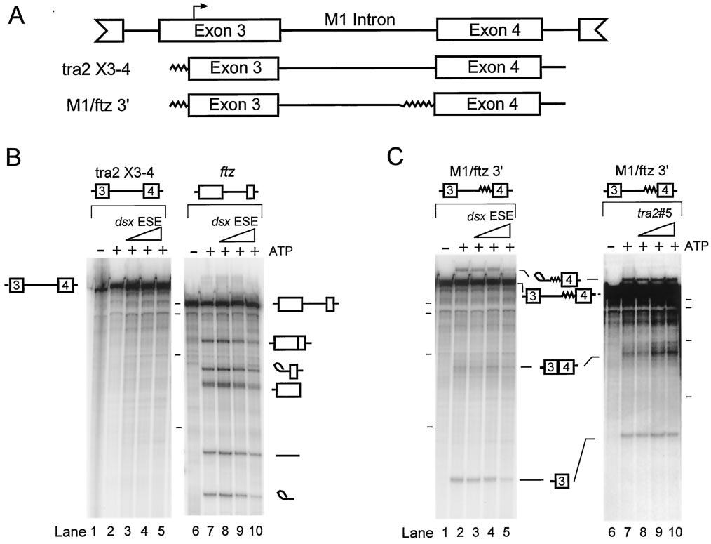 Downloaded from http://mcb.asm.org/ 5176 CHANDLER ET AL. MOL. CELL. BIOL. FIG. 1. In vitro splicing of Tra2 substrates in Schneider 2 nuclear extracts.