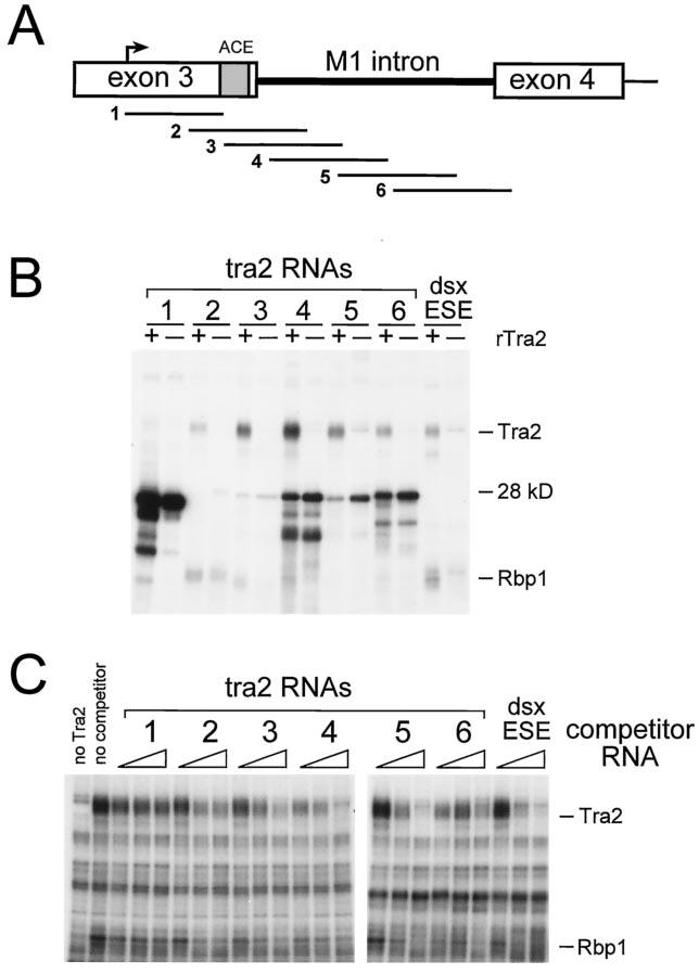 Downloaded from http://mcb.asm.org/ VOL. 23, 2003 tra2 DIRECTLY REPRESSES SPLICING 5179 FIG. 3. UV cross-linking of Tra2 with sequences near and within the M1 intron.