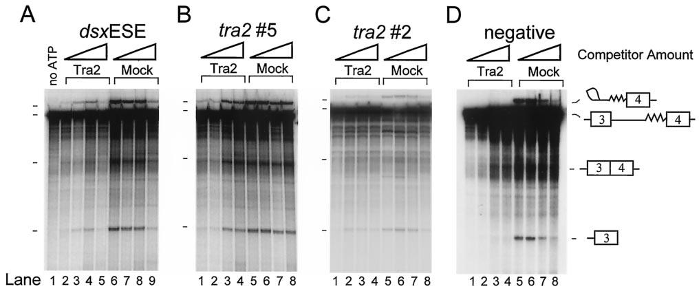 5180 CHANDLER ET AL. MOL. CELL. BIOL. FIG. 4. Competition of Tra2 binding restores M1 splicing.
