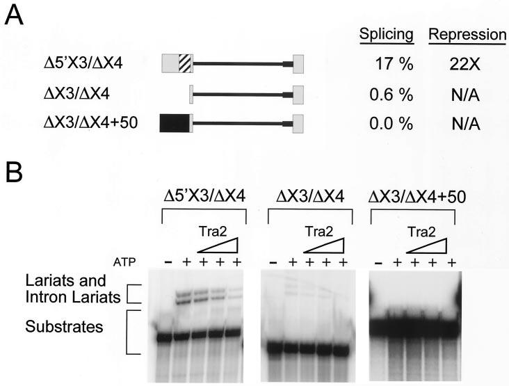 VOL. 23, 2003 tra2 DIRECTLY REPRESSES SPLICING 5181 FIG. 5. Identification of sequences in exon 3 required for M1 splicing. (A) RNAs used for in vitro splicing assays.