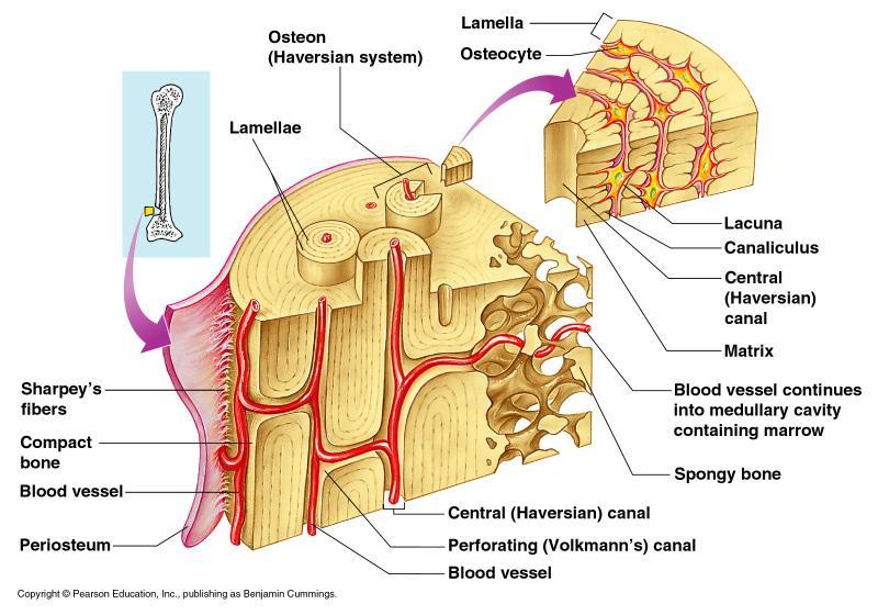 Microscopic Anatomy of Bone Perforating (Volkman s) canal Canal perpendicular to the central canal Carries