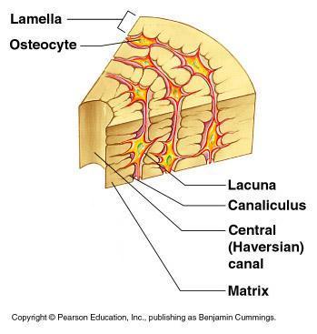 Microscopic Anatomy of Bone Canaliculus Tiny canals Radiate from the central canal to lacunae Form a