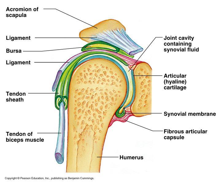 The Synovial Joint Figure 5.