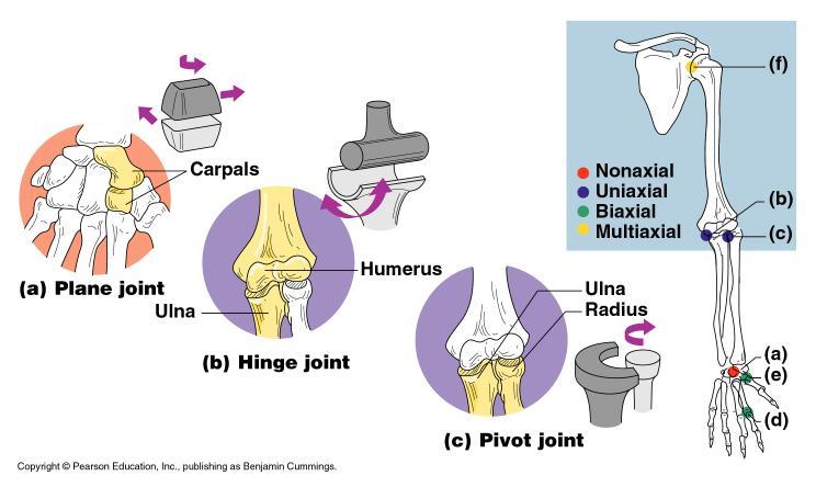 Types of Synovial Joints Based on Shape Figure 5.