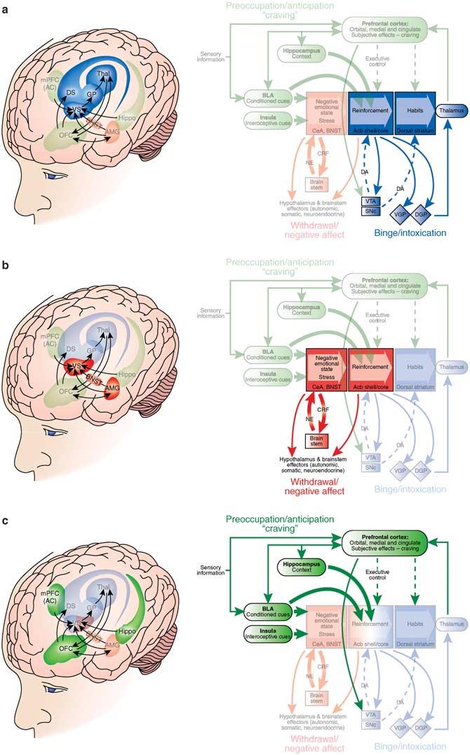 Neurocircuitry of addiction 224 REVIEW Figure 2. Neural circuitry associated with the three stages of the addiction cycle. (a) Binge/intoxication stage.