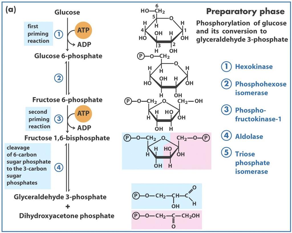 Glycolysis: Substrates other than glucose Glycogen / Starch Dietary
