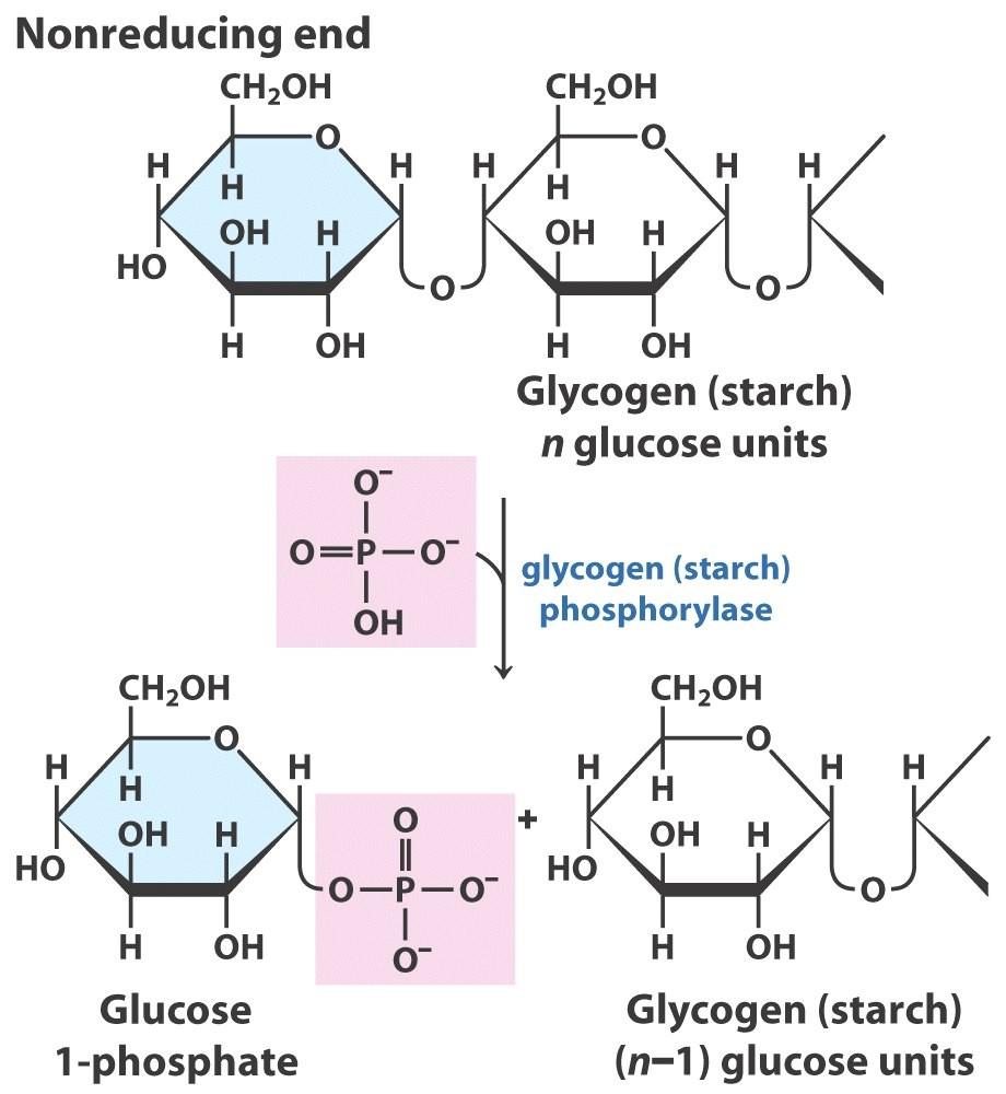 Phosphorolysis: glycogen / starch degradation Glycogen phosphorylase / Starch phosphorylase - attack of Pi on the (α1 4) glycosidic linkage
