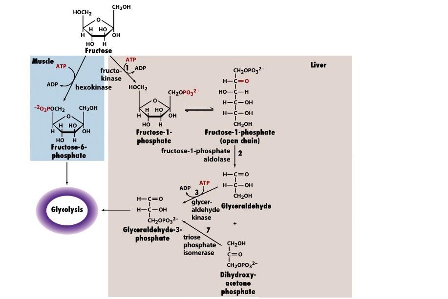 Fructose entry into Glycolysis Non-Liver D-Fructose is phosphorylated by hexokinase and F6P enters glycolysis: Mg2+ Fructose + ATP fructose 6-phosphate + ADP Liver D-Fructose phosphorylated by