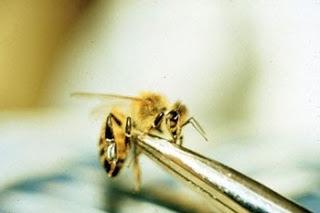 The injectable bee venom can be legally used by doctors, the same treatment is used as with the live bee. The same amount of venom (one bee is equal to about 0.
