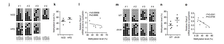 Supplementary Figure 1. DNA methylation of the adiponectin promoter R1, Pparg2, and Tnfa promoter in adipocytes is not affected by obesity.