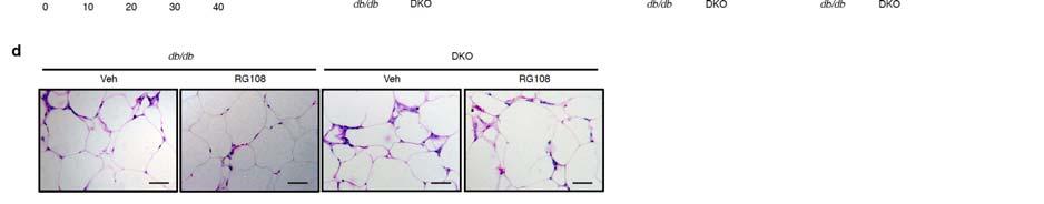 suppress adipose tissue inflammation in DKO mice.