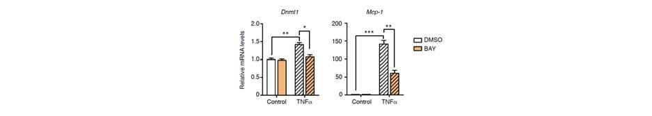 Supplementary Figure 6. TNF -induced DNMT1 gene expression is blocked by inhibition of NF- B.