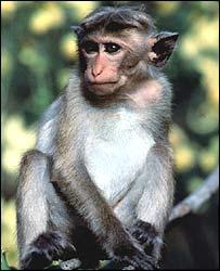 Rh Factors Scientists sometimes study Rhesus monkeys to learn more