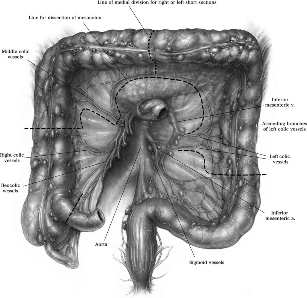 Colon interposition for staged esophageal reconstruction 235 Figure 4 Vascular supply to