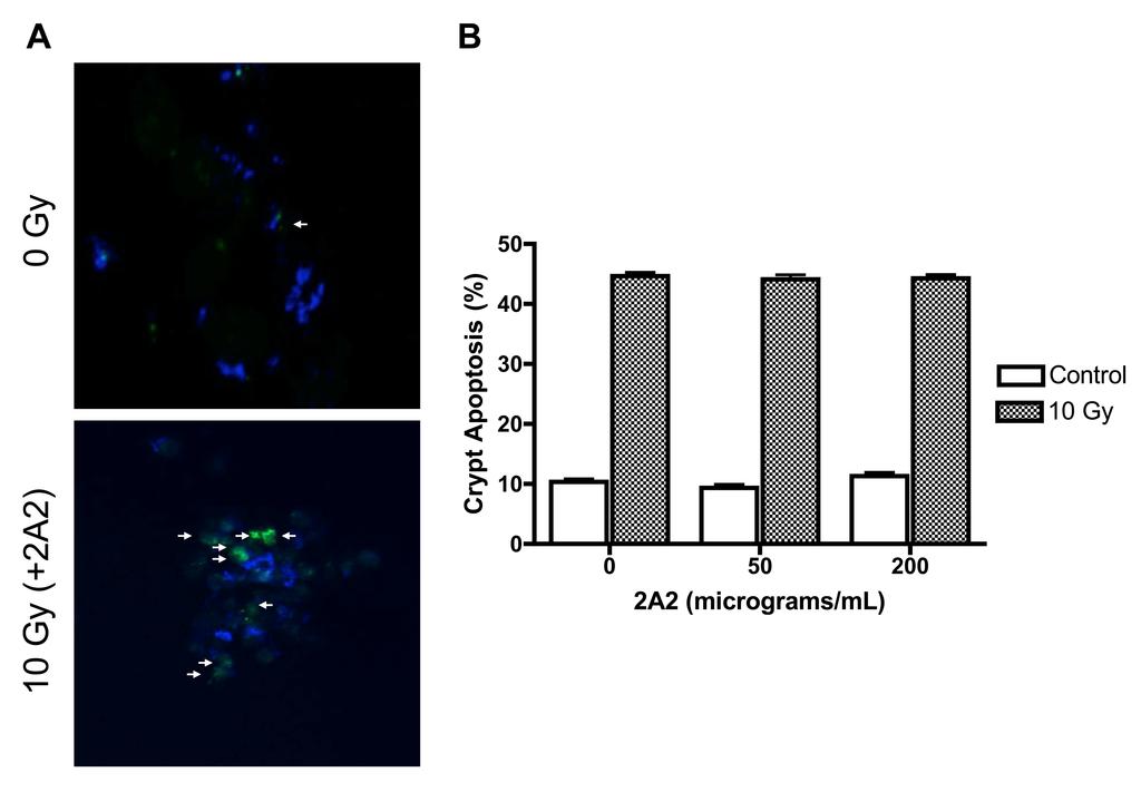Figure S4. Monoclonal 2A2 Ab does not impact radiation-induced crypt apoptosis ex vivo. Crypt epithelial cells were harvested and cultured from 8 week old C57BL/6 mice as described (Sato et al.