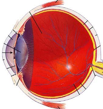 Ocular causes of impaired