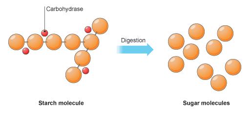 Reflection Illustrate and describe digestion. Digestion begins in the mouth with large organic molecules, like carbohydrates.
