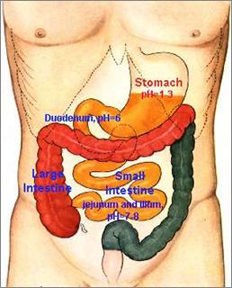 Gastric Juice Contains Hydochloric acid (HCl) Lowers the ph to about 2, which is necessary for the digestion of proteins Pepsinogen (an inactive protein) Enters the stomach and comes into contact