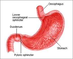 esophagus Pyloric sphincter regulates and releases the amount of food entering the small intestine the stomach is lined with mucus secreted by