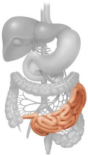 Jejunum / ileum Function Absorb nutrients Adaptations for absorption 1. Long tube.