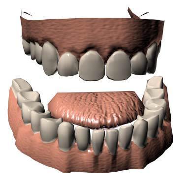 Human Teeth Incisors
