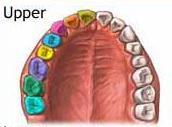 Human dental Formula Incisors The number of each type of tooth in the upper